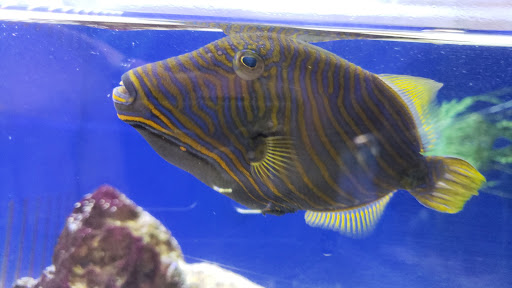 Pet Store «Fin-N-Feather», reviews and photos, 2931 F St, Eureka, CA 95501, USA