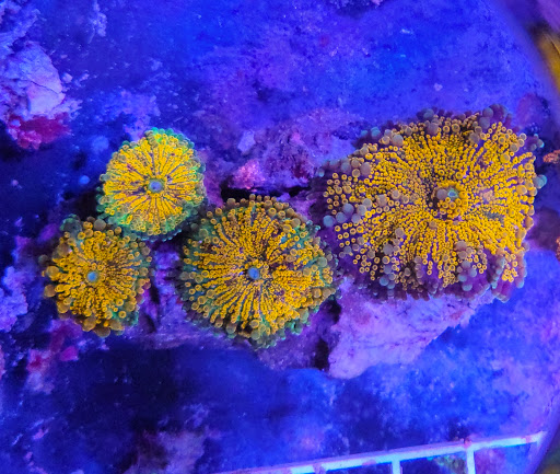 Tropical Fish Store «Shipwreck Cove Custom Aquariums», reviews and photos, 215 S El Camino Real, Encinitas, CA 92024, USA