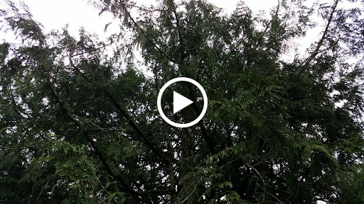 Golf Course «Wayne Public Golf Course», reviews and photos, 16721 96th Ave NE, Bothell, WA 98011, USA