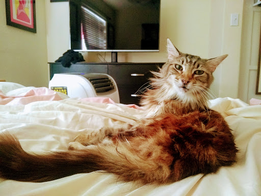 Pet Supply Store «PetSmart», reviews and photos, 3610 Rosecrans St, San Diego, CA 92110, USA