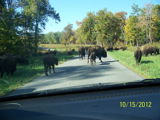 Nature Preserve «Elk and Bison Prairie», reviews and photos, Elk & Bison Prairie Rd, Golden Pond, KY 42211, USA
