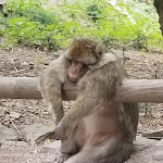 Photo n° 1 de l'avis de Emmanuelle.F fait le 15/08/2022 à 14:53 pour La Montagne des Singes à Kintzheim