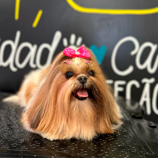 Logo da empresa - PetSpa
