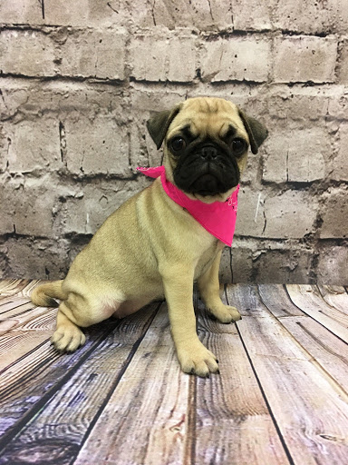 Pet Store «Happiness Is Pets», reviews and photos, 2936 Showplace Dr, Naperville, IL 60564, USA