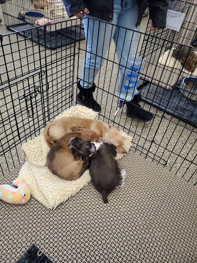 Pet Supply Store «Pet Ranch», reviews and photos, 3823 E 120th Ave, Denver, CO 80233, USA