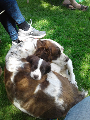 Fionavar Kennels