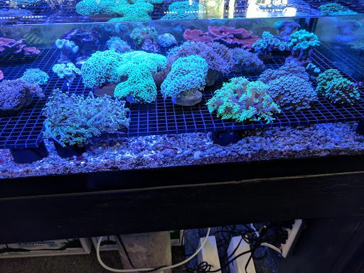 Tropical Fish Store «All Things Aquariums», reviews and photos, 30789 SW Boones Ferry Rd k, Wilsonville, OR 97070, USA