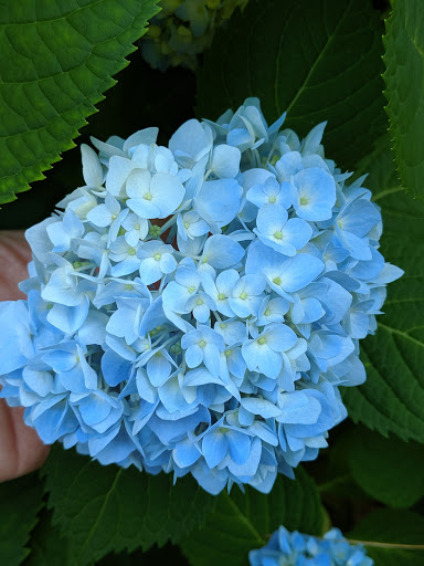 Historical Landmark «The House of the Seven Gables», reviews and photos, 115 Derby St, Salem, MA 01970, USA
