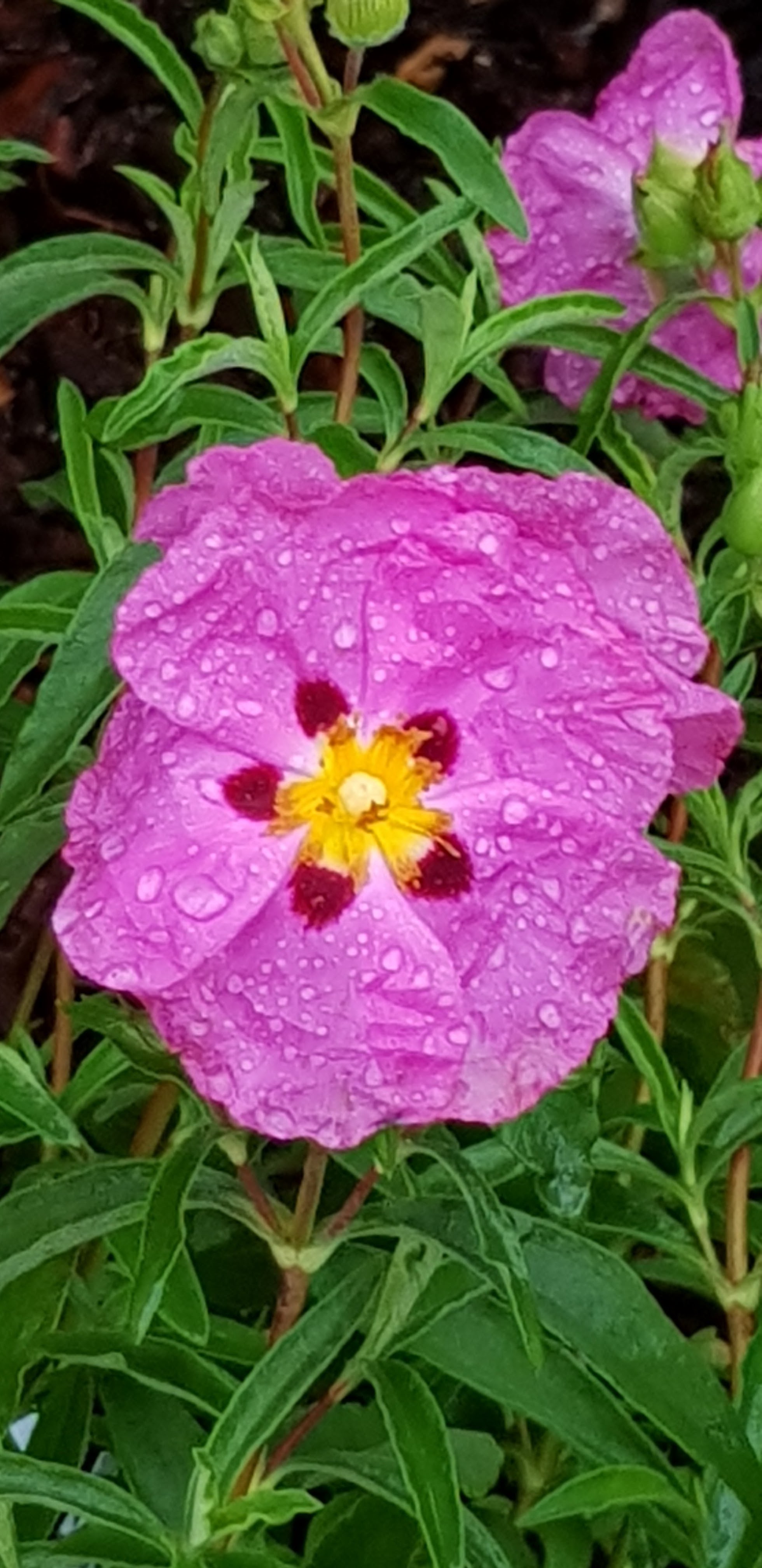 Photo n° 7 de l'avis de Cyril.m fait le 12/05/2018 à 20:31