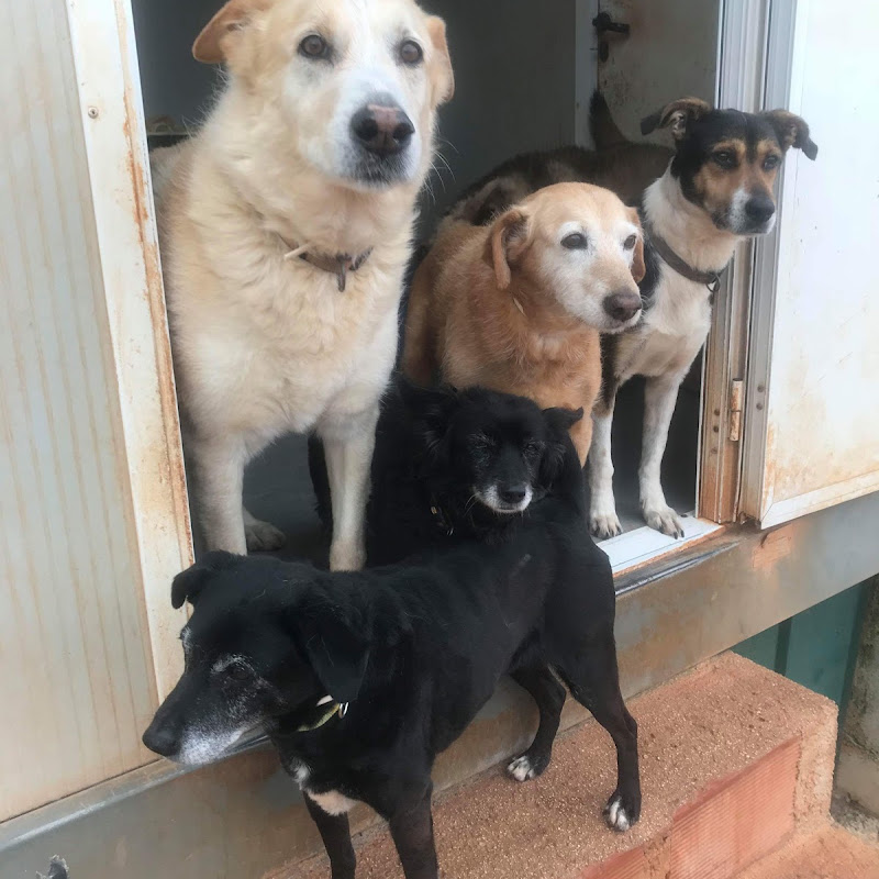The Goldra Dog Sanctuary