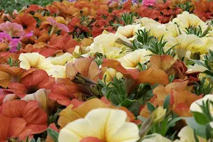 Scioto Blooms Greenhouse image