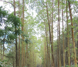 Puncak Budug Asu photo