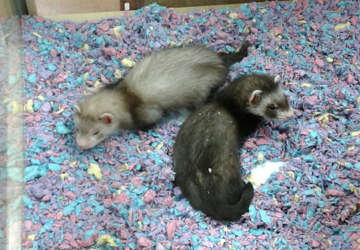 Pet Supply Store «Pet Supermarket», reviews and photos, 2339 NW 13th St, Gainesville, FL 32609, USA