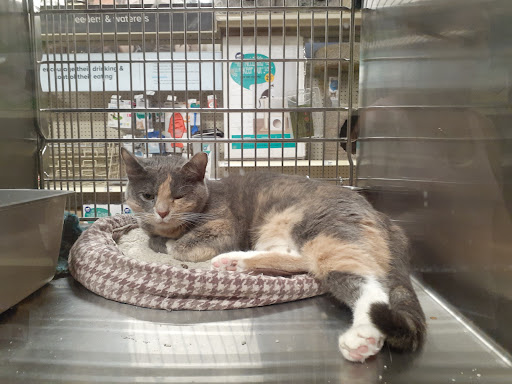 Pet Supply Store «PetSmart», reviews and photos, 1125 Quentin Rd, Lebanon, PA 17042, USA