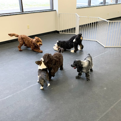 The Puppy Center - Bradford Dog Training