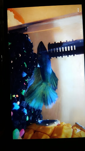 Pet Supply Store «Petco Animal Supplies», reviews and photos, 859 Kings Creek Dr, Tupelo, MS 38804, USA