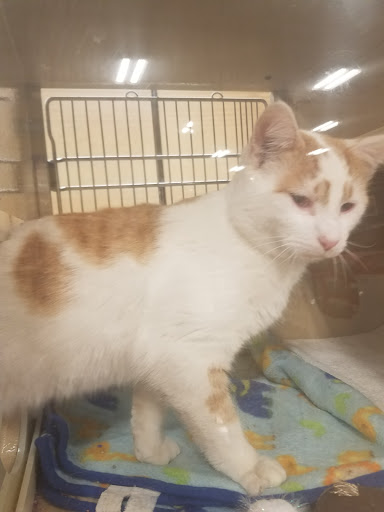 Pet Supply Store «PetSmart», reviews and photos, 245 Rivers Edge Dr, Milford, OH 45150, USA