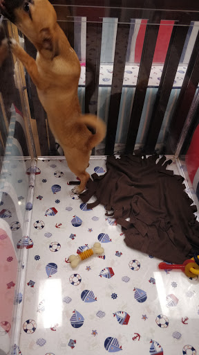 Pet Store «Charm City Puppies», reviews and photos, 8205 Snowden River Pkwy, Columbia, MD 21045, USA