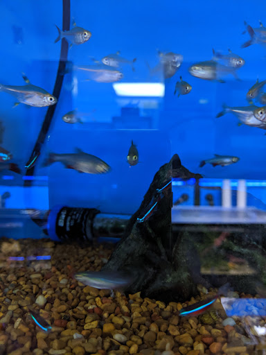 Pet Supply Store «Sea Level Aquarium», reviews and photos, 28 US-46, Pine Brook, NJ 07058, USA