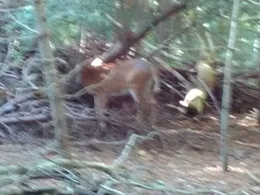 Golf Club «Pocasset Golf Club», reviews and photos, Club House Dr, Pocasset, MA 02559, USA