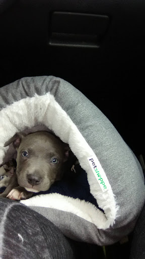 Pet Supply Store «Petco Animal Supplies», reviews and photos, 10235 Indianapolis Blvd, Highland, IN 46322, USA