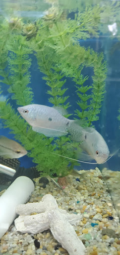 Tropical Fish Store «Emmons Tropical Fish & Ponds», reviews and photos, 1612 Hopmeadow St, Simsbury, CT 06070, USA