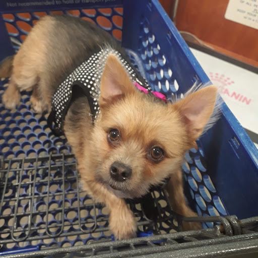 Pet Supply Store «PetSmart», reviews and photos, 948 Springfield Rd, Union, NJ 07083, USA