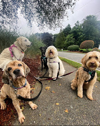 Annie's Woof Pack Dog Walking & Pet Sitting - Photo 2 - Car repair in , Brockton