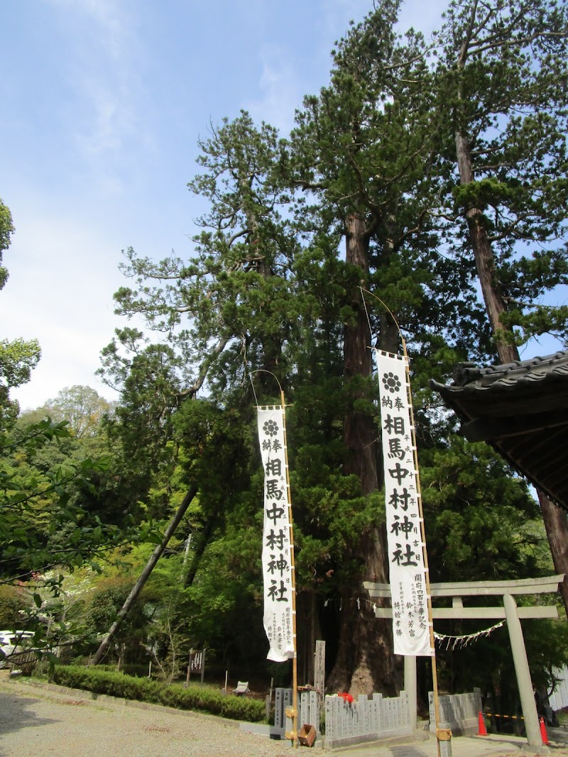 中村神社の親子杉(天然記念物)