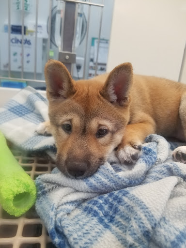 Pet Store «Petland», reviews and photos, 4082 William Penn Hwy #49B, Monroeville, PA 15146, USA