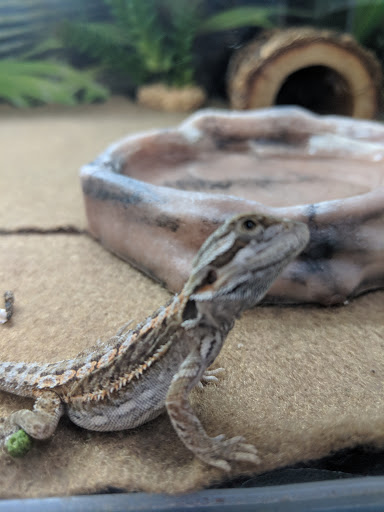 Pet Store «PetSmart», reviews and photos, 17150 Ventura Blvd, Encino, CA 91316, USA