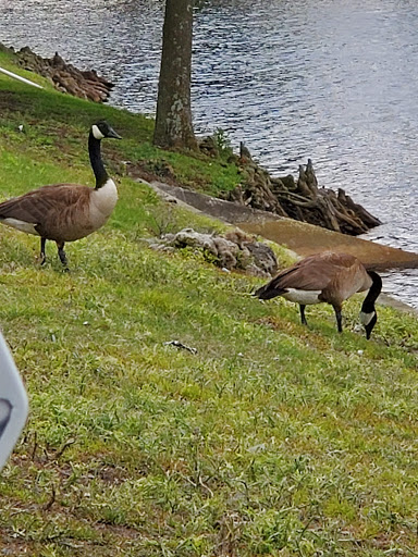 American Football Field «EverBank Field», reviews and photos, 1 Everbank Field Dr, Jacksonville, FL 32202, USA