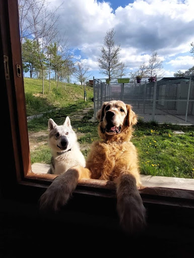 Pensioni per cani e dog hotel a La Casa di Arturo