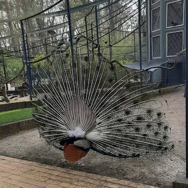 Volière Auf Der Pfaueninsel