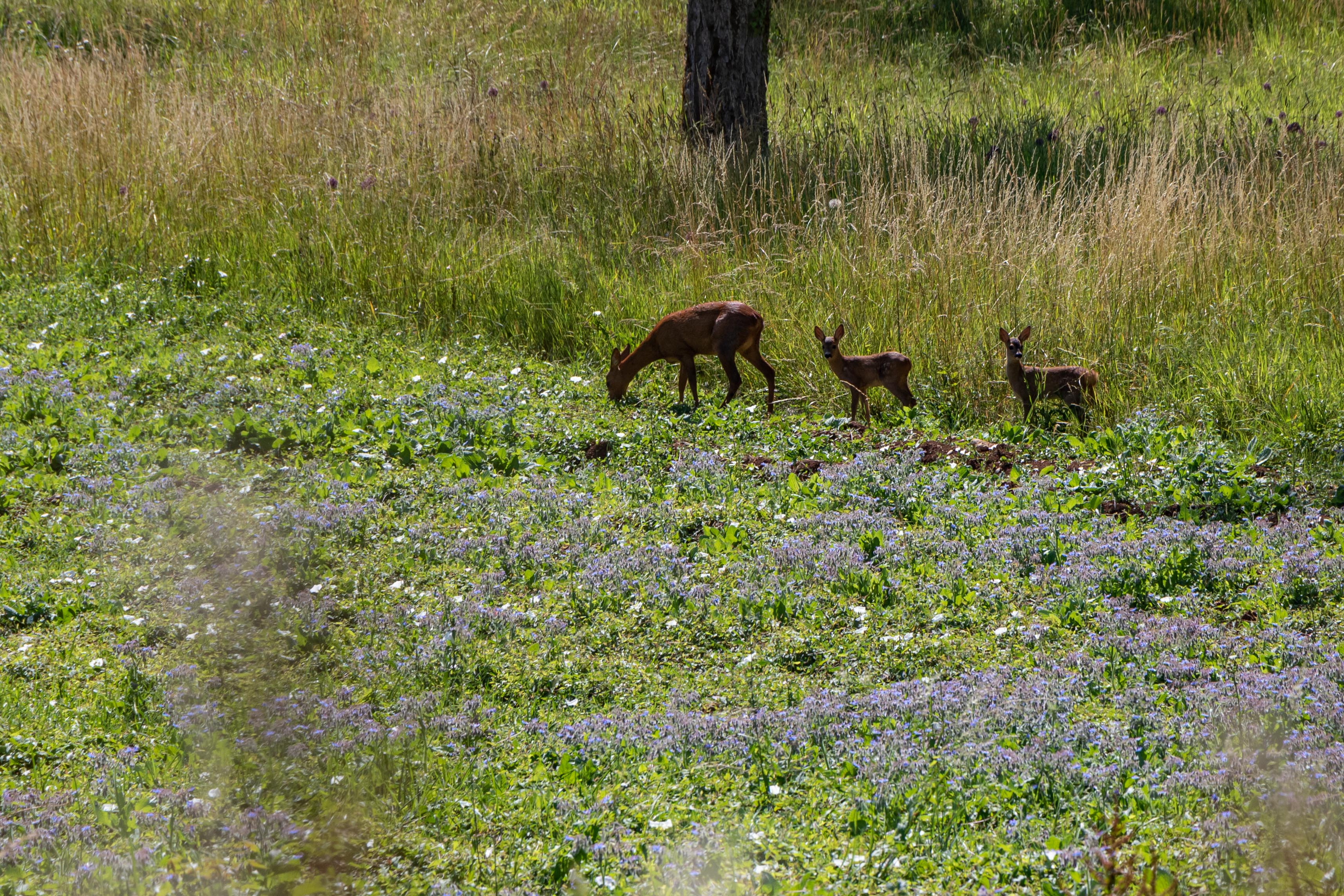 Photo n° 6 de l'avis de henri.e fait le 29/06/2022 à 09:27