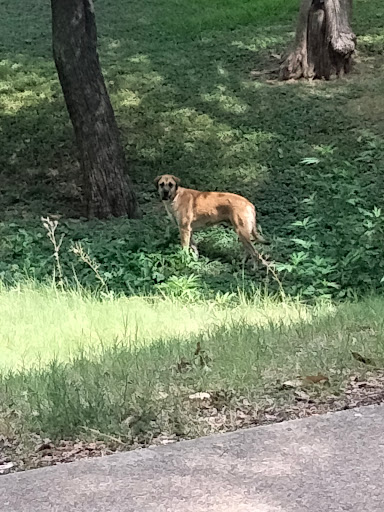 Park «Martin Weiss Park», reviews and photos, 3400 W Clarendon Dr, Dallas, TX 75211, USA