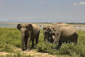 Udawalawe National Park image