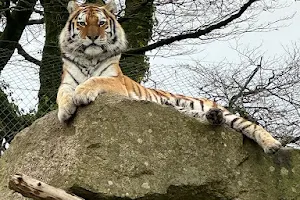 Dartmoor Zoo image