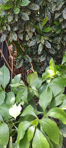 Botanical Garden «White River Gardens», reviews and photos, 1200 W Washington St, Indianapolis, IN 46222, USA