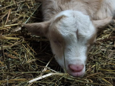 La ferme de Sasha et compagnie à Abriès-Ristolas