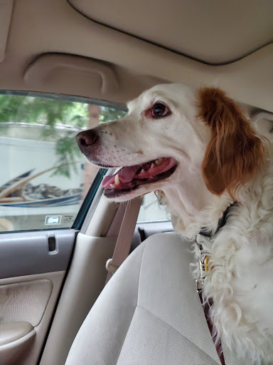 Pet Supply Store «PetSmart», reviews and photos, 316 NE 78th St, Vancouver, WA 98665, USA