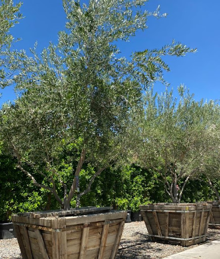 Garden Center «Moon Valley Nurseries West Valley / Avondale», reviews and photos, 11320 W Indian School Rd, Avondale, AZ 85323, USA