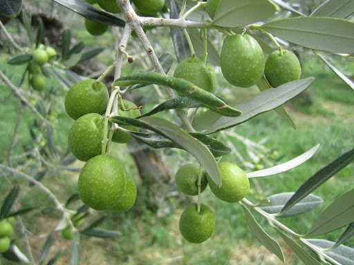 Olive Oil & Balsamic Vinegar - Lugano Fine Foods