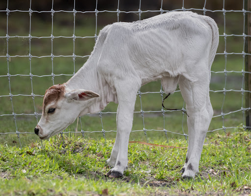 Recreation «Kissimmee Swamp Tours», reviews and photos, 4500 Joe Overstreet Rd, Kenansville, FL 34739, USA