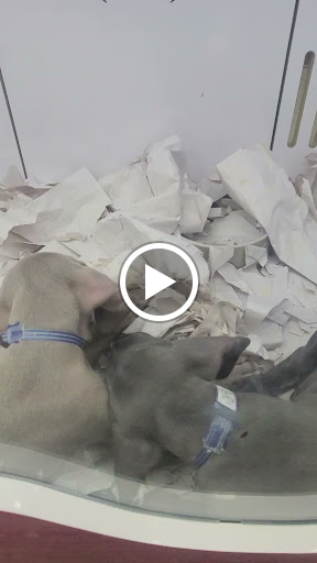 Pet Store «Pet Fair», reviews and photos, 1201 Lake Woodlands Dr, Spring, TX 77380, USA