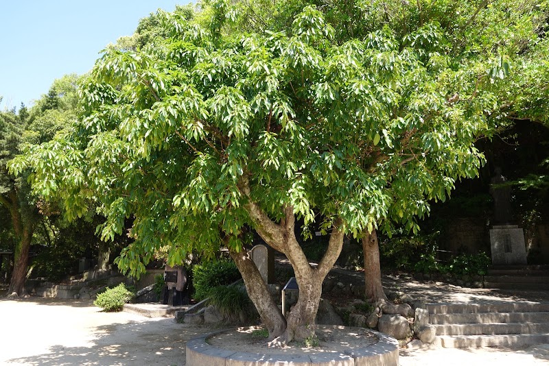 グラント将軍(第18代米国大統領)植樹 アコウの木及び記念碑
