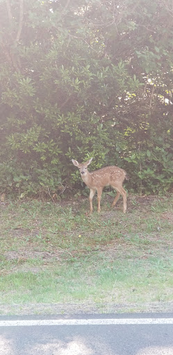 Public Golf Course «Ocean Shores Golf Course», reviews and photos, 500 Canal Dr NE, Ocean Shores, WA 98569, USA