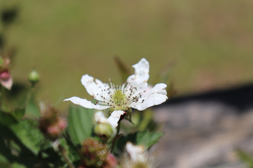Nature Preserve «Glendale Shoals Preserve», reviews and photos, Emma Cudd Rd, Spartanburg, SC 29302, USA