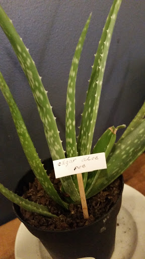 Coffee Shop «Philter», reviews and photos, 111 W State St, Kennett Square, PA 19348, USA