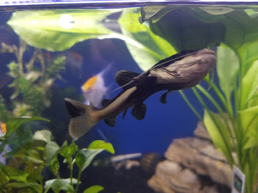 Pet Store «A Family Pet Center», reviews and photos, 6230 N Lockwood Ridge Rd, Sarasota, FL 34243, USA